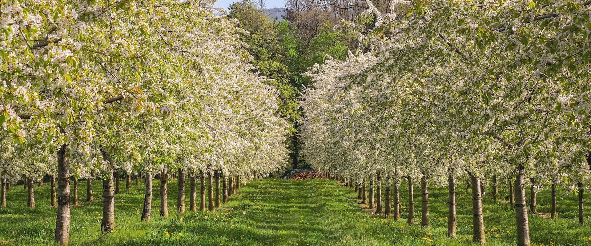 Kertész kertgondozás- Zöldrend